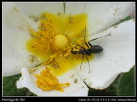 Hormiga_en_Flor_31Mayo2007.jpg