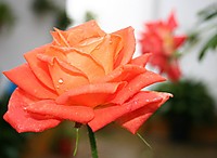 IMG_00098.JPG