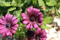 IMG_0019web.jpg