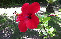 IMG_00805.JPG