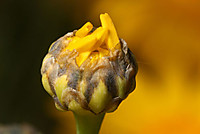 IMG_0086_red_2.jpg