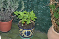IMG_0087photoshop.jpg