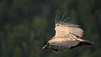 IMG_00986.jpg