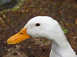 IMG_0157paWeb.jpg