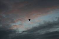 IMG_0297_50_.JPG
