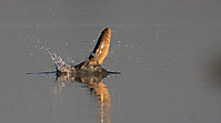 IMG_0311.jpg
