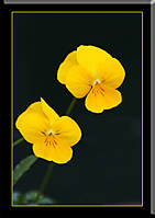 IMG_0344_copia.jpg
