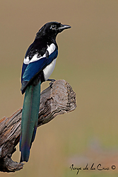 IMG_0379web2fircano.jpg
