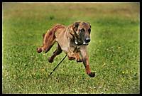 IMG_0382B.jpg