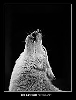 IMG_0387web.jpg