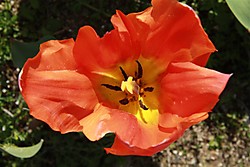 IMG_0440_Medium_.JPG