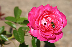 IMG_0453B.jpg
