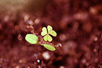 IMG_0465b_copia.jpg