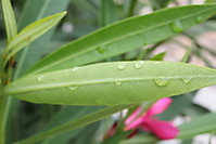 IMG_0496_1_1.jpg