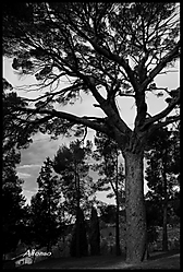 IMG_05432.JPG