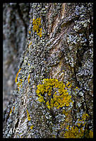IMG_0714a_color_web.jpg