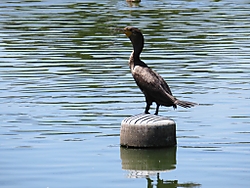 IMG_07282.JPG