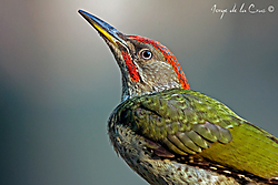 IMG_0810webcano.jpg