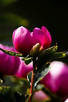 IMG_0839_Large_.jpg