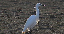 IMG_08496.jpg