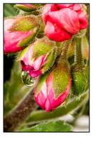 IMG_1048-2_Large_.jpg