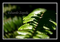 IMG_1102-copia.jpg