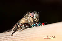 IMG_1167-b.jpg