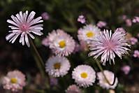 IMG_1350_Medium_.JPG