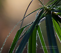 IMG_1442_-_ampliacion.jpg