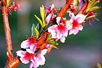 IMG_1485rr.jpg