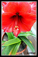 IMG_1593_tn.jpg