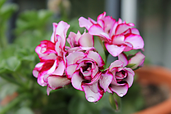 IMG_15981.JPG