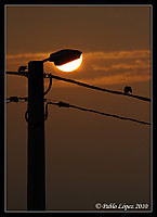 IMG_2012mc.jpg