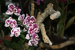 IMG_20752.jpg