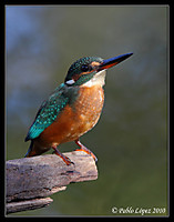 IMG_2286b_mc.jpg