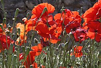 IMG_23013.JPG