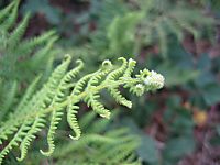 IMG_32411.jpg