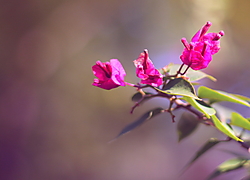 IMG_32632.JPG