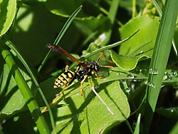 IMG_3496_Copiar_Copiar_.JPG