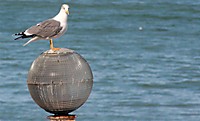 IMG_3622_Large_.JPG