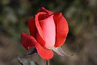 IMG_4123_tn.jpg