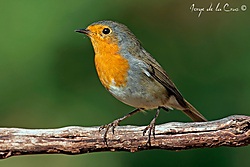 IMG_4124webcano.jpg