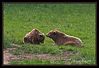 IMG_4309a.jpg