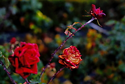 IMG_43332.JPG