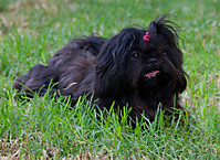 IMG_4349-como-objeto-inteligente-2.jpg