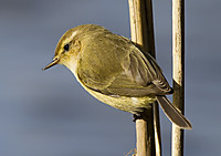 IMG_4374_mosquitero.jpg