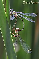 IMG_45202.JPG