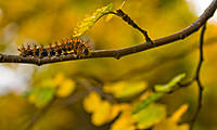 IMG_5086-2.jpg