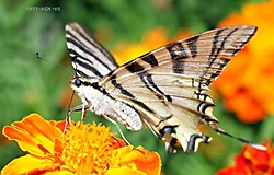 IMG_51094122270204.jpeg