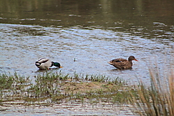 IMG_5301_opt.jpg